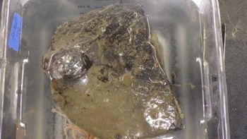 Media type: image;   Invertebrate Zoology 153117 Description: live specimen;